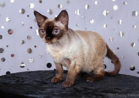 seal point Devon Rex cat