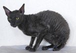 Cornish Rex - photo courtesy Theresa Fouche