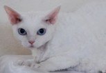 Devon Rex - photo courtesy Theresa Fouche