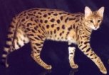 Savannah Cat | Agent Cats