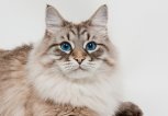 Siberian Forest Cat