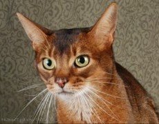 abyssinian cat