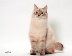 american bobtail cat