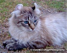 american curl cat