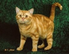 american shorthair