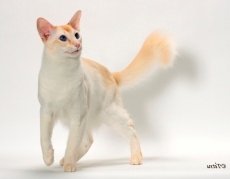 balinese cat