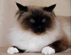 birman cat