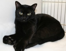 bombay cat