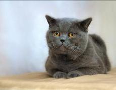 british shorthair cat