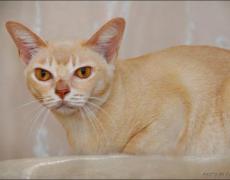 burmese cat breed