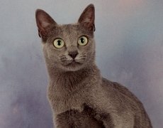 korat cat