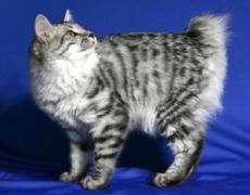 kurilian bobtail cat