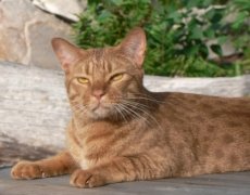 ocicat cat