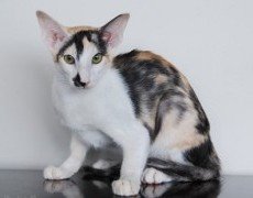 oriental shorthair