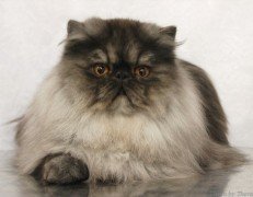 persian cat