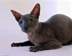 peterbald cat