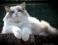 ragdoll cat