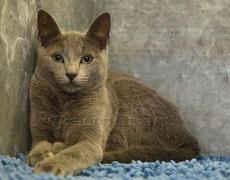 russian blue cat