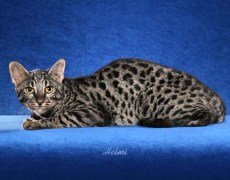 domestic-cat-safari