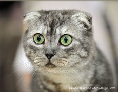 scottish fold cat