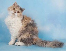 selkirk rex