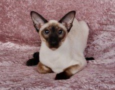 siamese cat