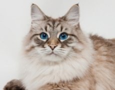 siberian forest cat