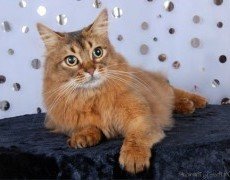 somali cat