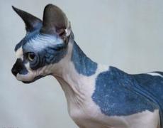 sphynx cat