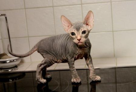 cute Don Sphynx kitten