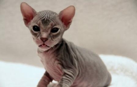 cute Don Sphynx kitten