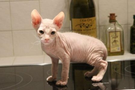 cute Don Sphynx kitten