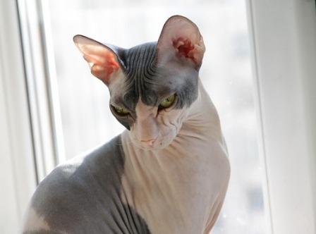 Russian Hairless cat