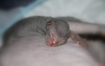Donskoy newborn kitten