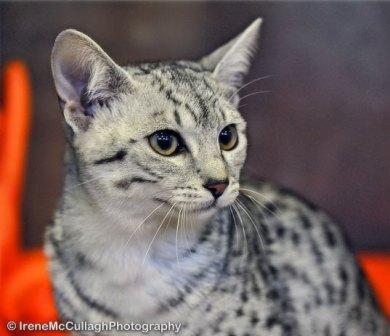 egyptian mau cat