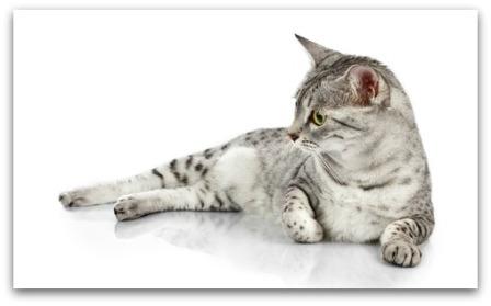 egyptian-mau-cat