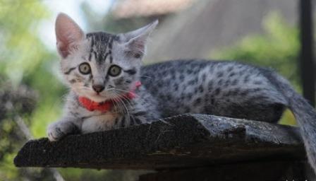 silver Egyptian Mau kitten