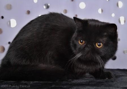 black Exotic Shorthair cat