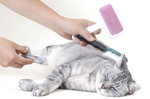 grooming a cat