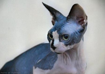 black and white Sphynx