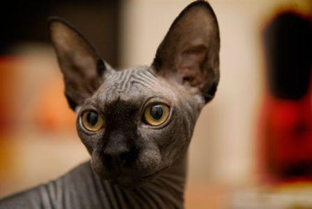 Sphynx cat