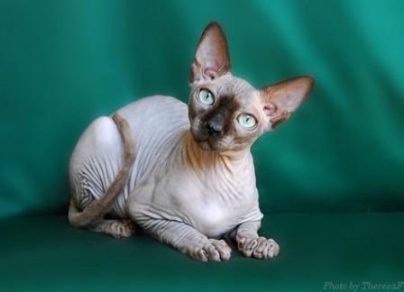 seal mink Sphynx cat