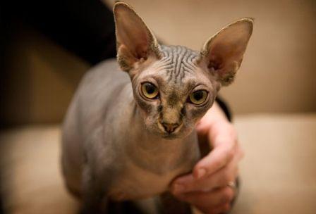 Sphynx kitten