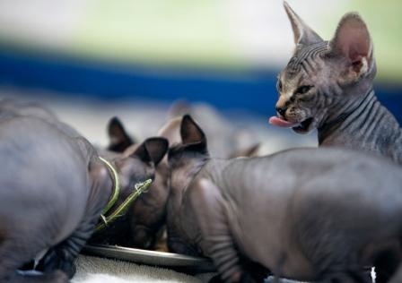 Sphynx kittens eating