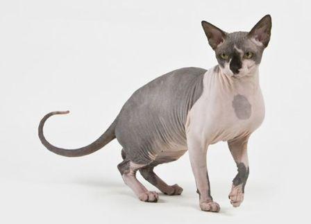 black and white Sphynx cat