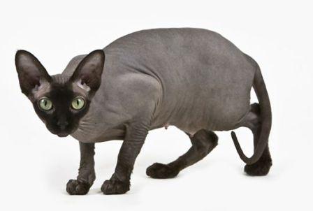 solid black Sphynx cat