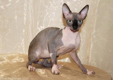 choc mink bi-color Sphynx cat