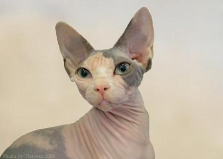 blue calico Sphynx cat