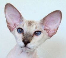 healthy cat ears