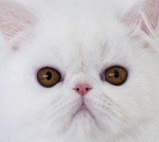 healthy cat nose
